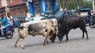 Bull fighting on road /Jalpaiguri India fight between two Bull @nature70014 #bullfighteronly #bull