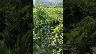 Russia, Sochi, Matsestinskaya tea plantation | #2