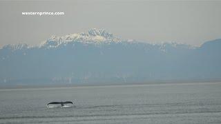 Western Prince Tour Highlights from May 21, 2017 - Humpback whales, Dall's Porpoise, Harbor Porpoise