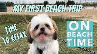 Shih Tzu at The Beach For the First Time