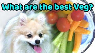 愛犬に与えたい野菜5選【ASMR】野菜が大好きな犬の咀嚼音/ベジタリアンな犬 犬のしつけ ポメラニアンの部屋