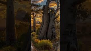Spectacular AI Animation: African Savannah Evening with Baobabs | Toto Africa