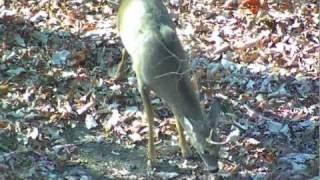 AR15 Buck Kill