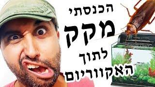 פליי פיש על חי | Fly Fish is alive