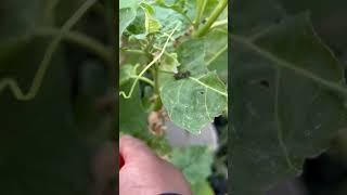 Horn worm on my eggplant! How to know if horn worms are eating your plants? #gardening