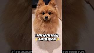 I just wanted to tell you… #dog #shorts #pomeranian