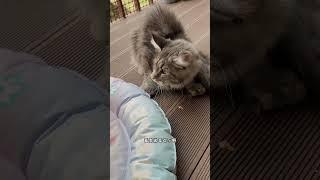罗宾：我一眼就知道这不是我的媳妇~#猫主子的日常