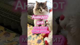 Анекдот дня  #cat #приколыскотами #анекдоты