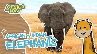 African vs Indian Elephants | Fact File | George & Toby Wildlife Rangers