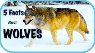 Five Facts About Wolves - Wolf Facts, For Kids