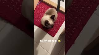 Siamese cat + Noisy + plus always hungry  #like #cat #siam #cute #subscribe #crazy