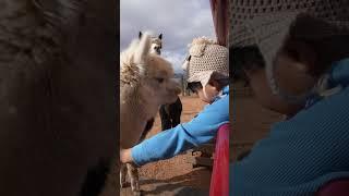 DOUBLE G ALPACAS | SERRIA VISTA, ARIZONA | HARVEST HOST