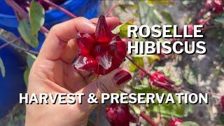 How to Fully Process Roselle Hibiscus