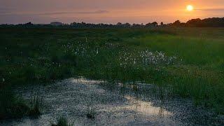 The Unnerving Evidence of Sacrifice in These Irish Bogs