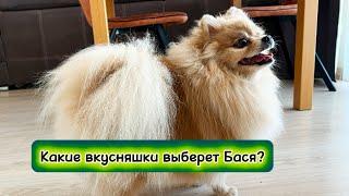 Какие вкусняшки выберет Бася?