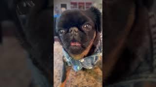 Where else would I be Karen? #friday #grumpydog #brusselsgriffon #dog audio @lilrod 26