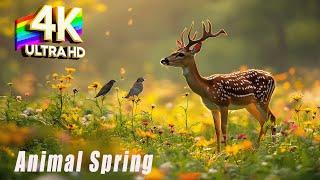 Wildlife Expert Shares Amazing Spring Animals + Inspiring Music