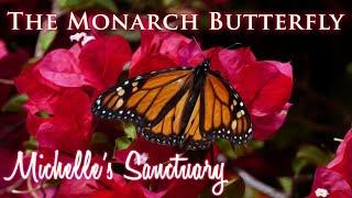 Mystical Sleep Story and Meditation For Grown-Ups: The Monarch Butterfly