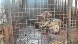 Leopard vs Dogo Argentino !  Real Fight ( No Clickbait )