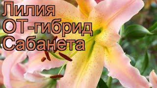 Лилия от-гибрид Сабанета (lilium ot-hybrid sabaneta)  обзор: как сажать, луковицы лилии Сабанета