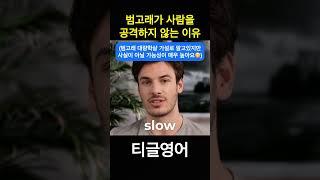 범고래가 사람을 공격하지 않는 이유 #영어회화 #영어듣기 #티글영어