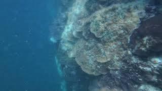 Lion FIsh at Koh Dak Mai Wall Dive (Dive 018, Krabi Thailand)