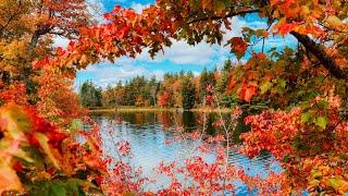 Red October  Peak Fall Color in the Countryside