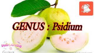 SCIENTIFIC NAME : GUAVA