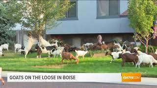 Goats get loose in Boise, Idaho, neighborhood