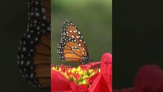 самые красивые бабочки              the most beautiful butterflies