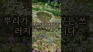살면서 매달릴 필요 없는3가지|지혜의 샘터|#명언 #조언 #격언 #오디오북 #철학과지혜 #부처님말씀 #석가모니 #노후생활 #노자 #장자 #공자  #철학과지혜 #명언 #가치관