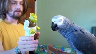 Return of Shrek | Apollo the Talking Parrot Livestream