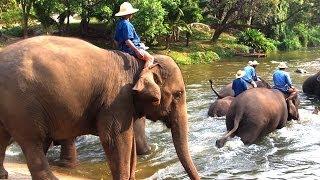 Thai Elephant Conservation Center | Travel for Kids