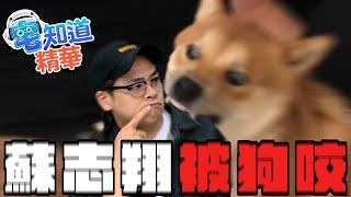 狗會咬誰?｜6tan、鳥屎 Feat.陳為民｜現在宅知道精華