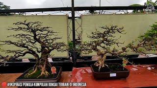 #Kumpulan Bonsai Terbaik Di Indonesia, Inspirasi Bonsai Terbaik Untuk Pemula Part3
