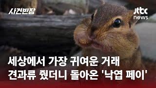 세상에서 가장 귀여운 거래…견과류 줬더니 돌아온 '낙엽 페이' #글로벌픽 / JTBC 사건반장