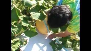 Giant pumpkin up date 8/16/16