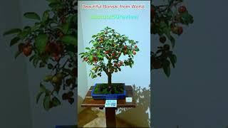 sautuoi50review Beautiful Bonsai from World p1