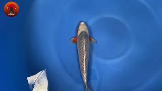 Kataoke { Ooya koi farm }Asagi Nisai Female 48 cm Koi Nieuw 2022