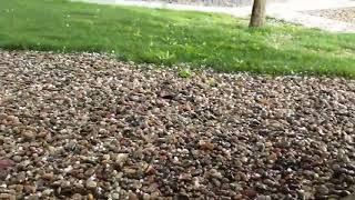 Raw video: Hail in southeast Colorado Springs