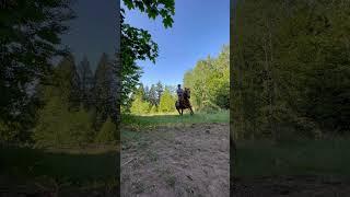 Holding on for dear life #biankusfrenchgold #horse #speed #tyj