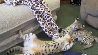 F1 savannah VS Serval cat