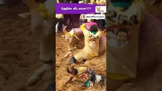 தெறிக்க விடலாமா...!!! | அவனியாபுரம் ஜல்லிக்கட்டு | Avaniyapuram Jallikattu