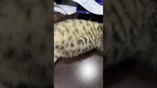 Cat sleeping at work place