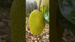 2 years old jackfruit plant  #fruit #gardening #mygarden #shorts #ytshorts #beautifulnature 