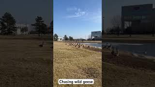 Chasing wild geese #wildlife #geese