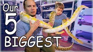 Handling our 5 biggest snakes