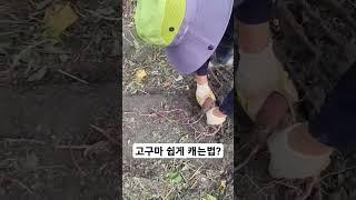 고구마 쉽게 캐는 법? #shorts #자연인광현이
