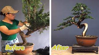 How to bend a bonsai - great bonsai bending skills #66