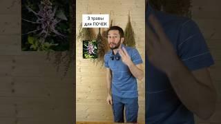 3 травы для здоровья почек #травы #травыдляздоровья #здоровье #здоровьебезлекарств
